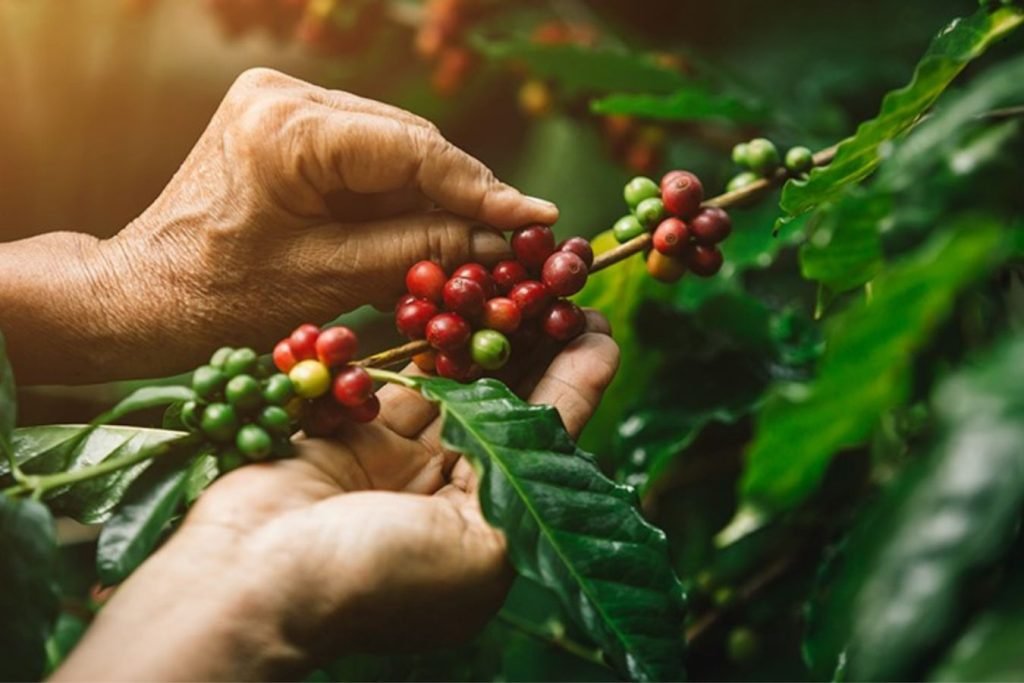 5 Things To Consider In Taking Care Of Coffee Plant