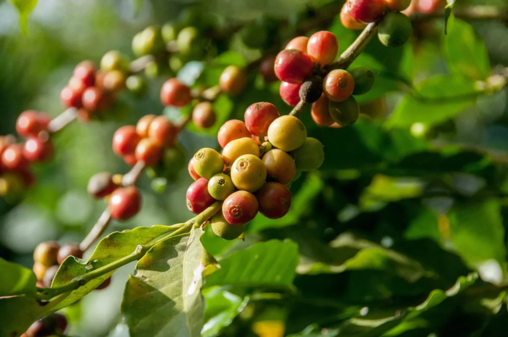 How To Grow Coffee Plants